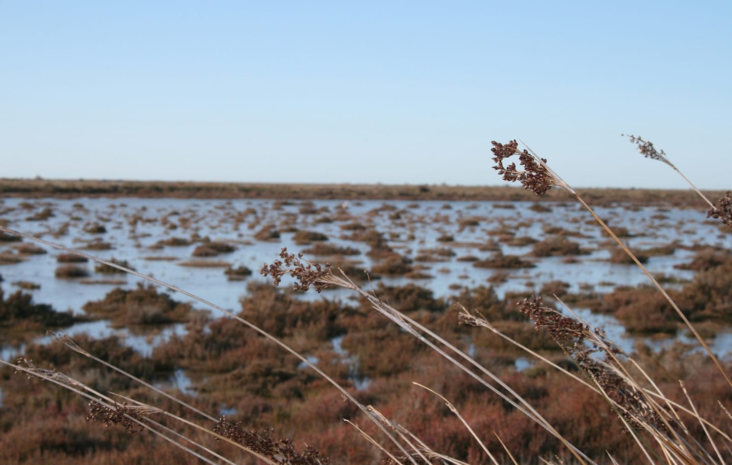 Les marais de Camargue